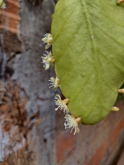 Rhipsalis crispata