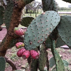 Opuntia tomentosa
