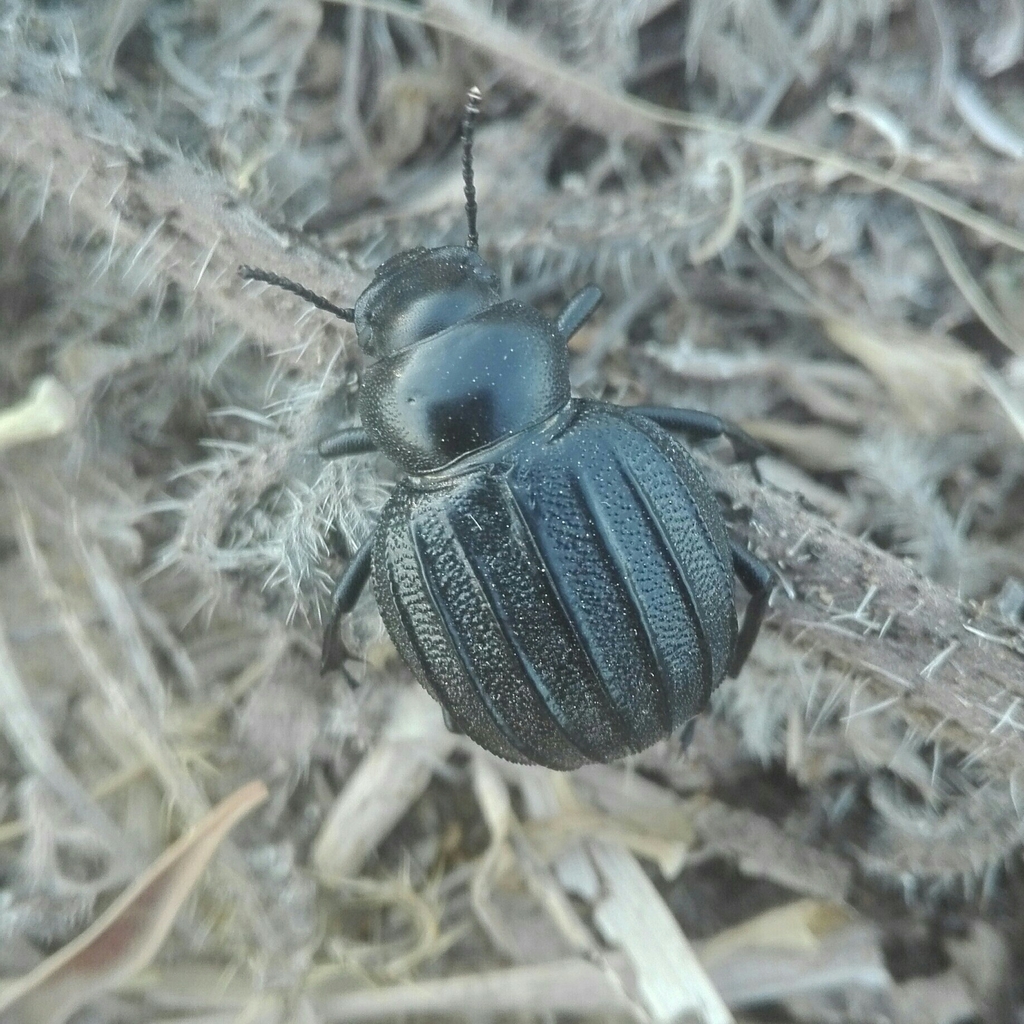 Pimelia costata