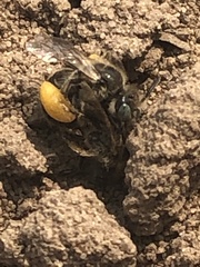 Calliopsis nebraskensis