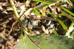 Amegilla garrula