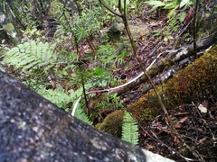 Petroica macrocephala