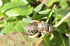 Amegilla garrula