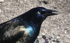 Quiscalus quiscula versicolor