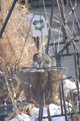 Sciurus carolinensis