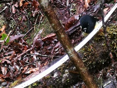 Petroica macrocephala