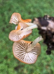 Marasmius vagus