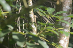 Copeoglossum aurae
