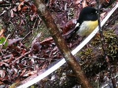 Petroica macrocephala