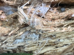 Wrightoporia austrosinensis