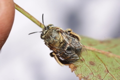 Amegilla garrula