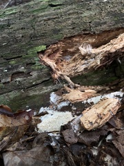 Wrightoporia austrosinensis