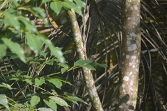 Copeoglossum aurae