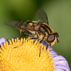Helophilus obscurus