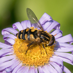 Helophilus obscurus