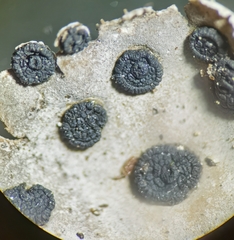 Umbilicaria crustulosa