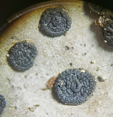 Umbilicaria crustulosa