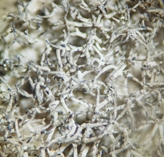 Umbilicaria crustulosa