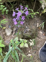 Phlox carolina