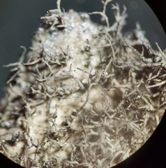 Umbilicaria crustulosa
