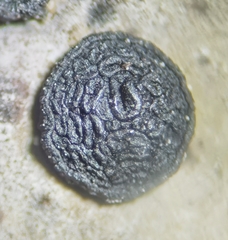 Umbilicaria crustulosa