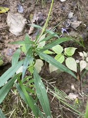 Phlox carolina