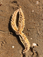 Marthasterias glacialis