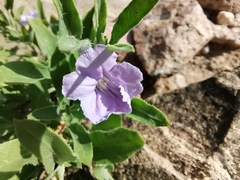 Ruellia parryi