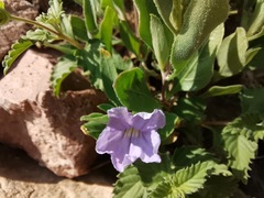 Ruellia parryi