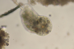 Pelomyxa