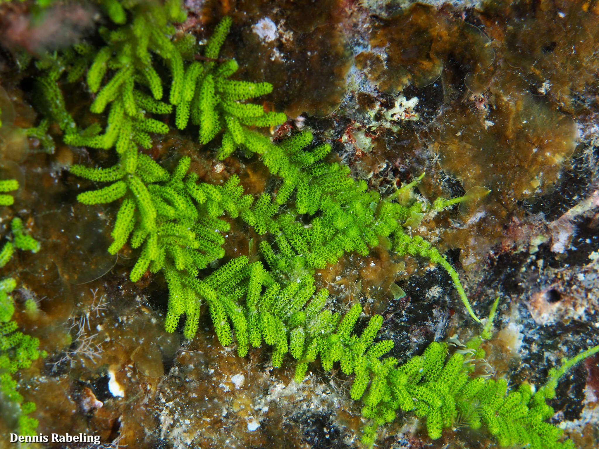 Caulerpa webbiana