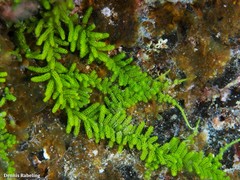 Caulerpa webbiana