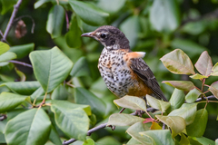 Turdus migratorius