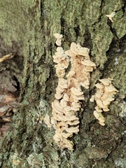 Cerrenaceae