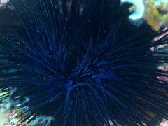 Diadema africanum
