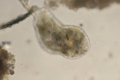 Pelomyxa
