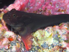 Ophioblennius atlanticus