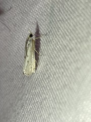Argyria gonogramma