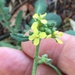 photo of Black Mustard (Brassica nigra)