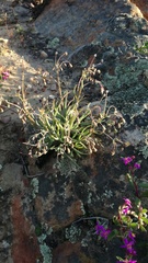 Crassothonna protecta