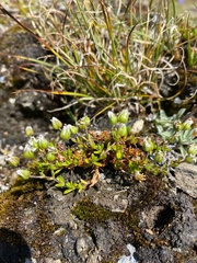 Arenaria norvegica