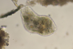 Pelomyxa