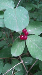 Lonicera xylosteum