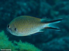 Chromis limbata
