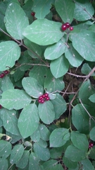 Lonicera xylosteum