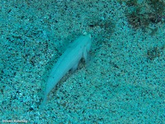 Gnatholepis thompsoni