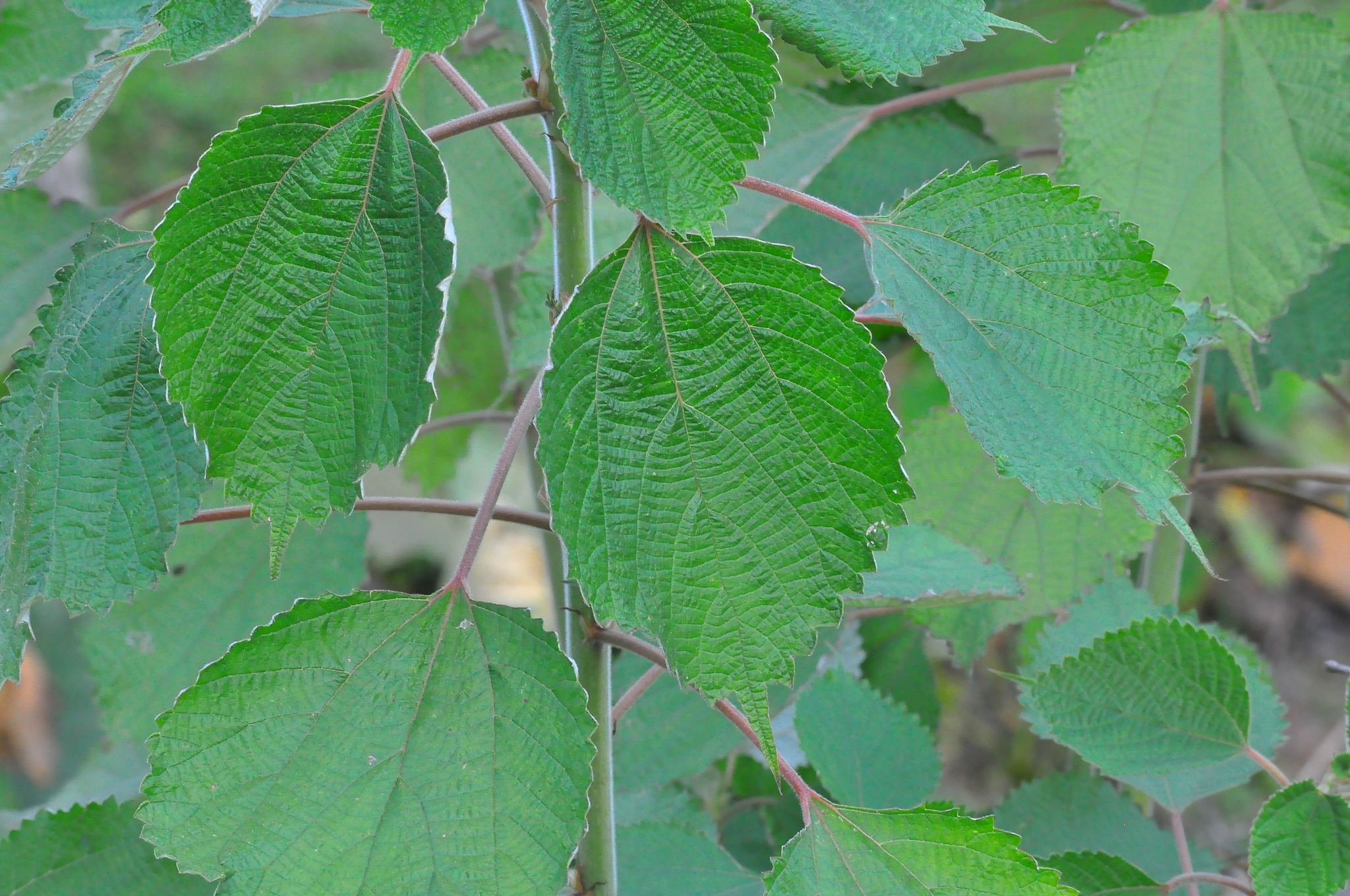 Boehmeria nivea