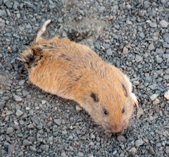 Thomomys talpoides