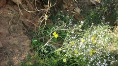 Crassothonna protecta