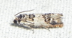 Eucosma ornatula